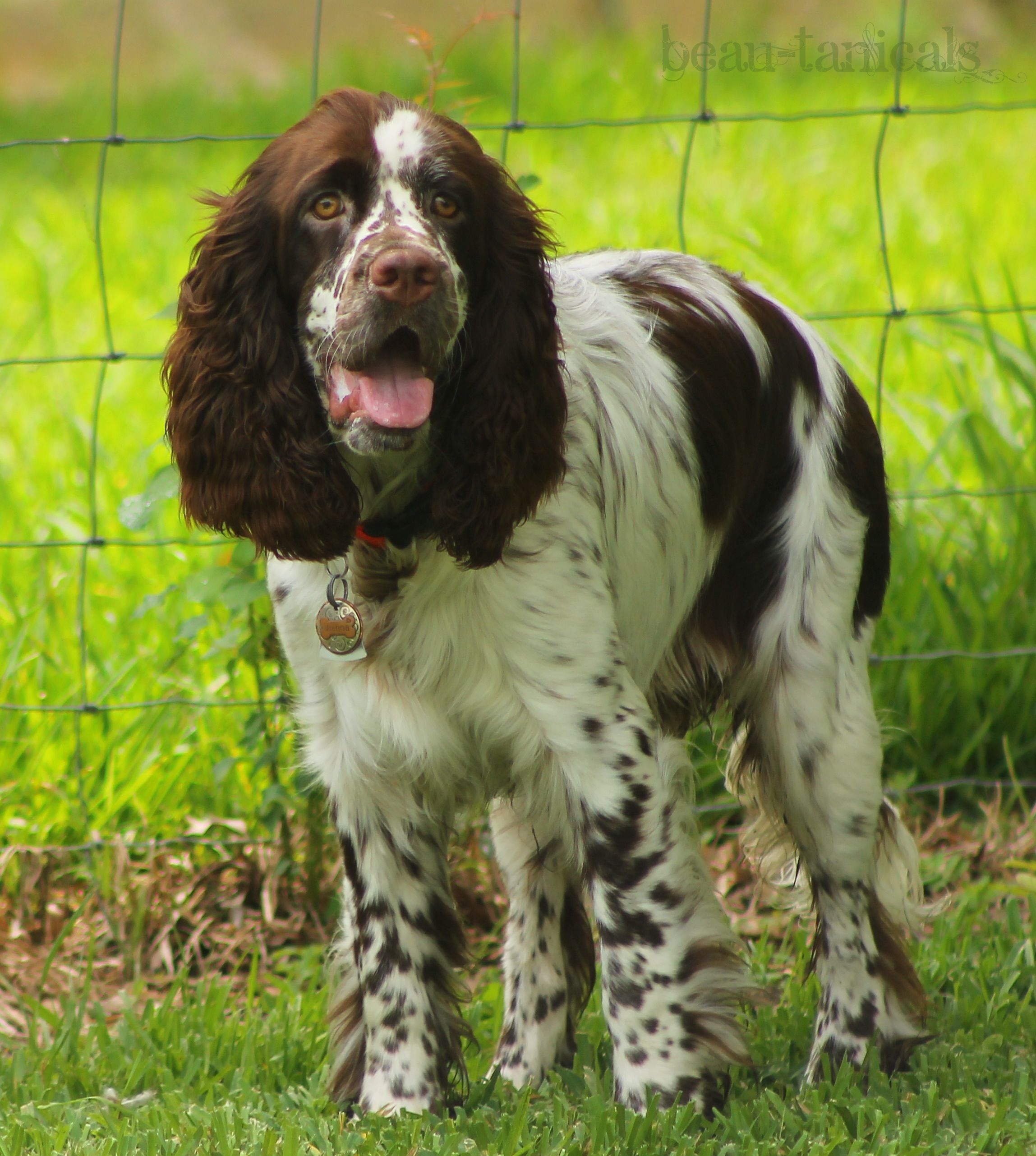 Springer Vocabulary – South Fork Springers