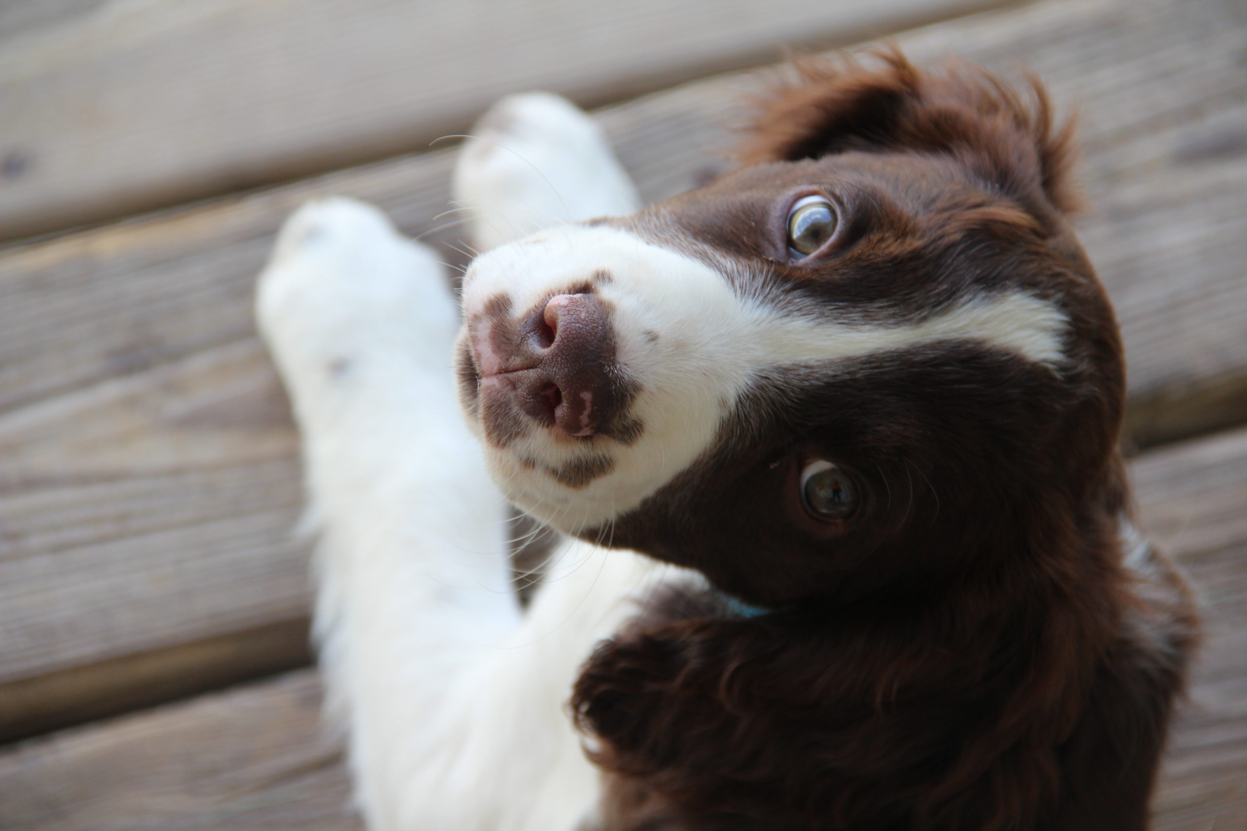 South Fork Springers – Reputable Breeder Of AKC Registered English ...