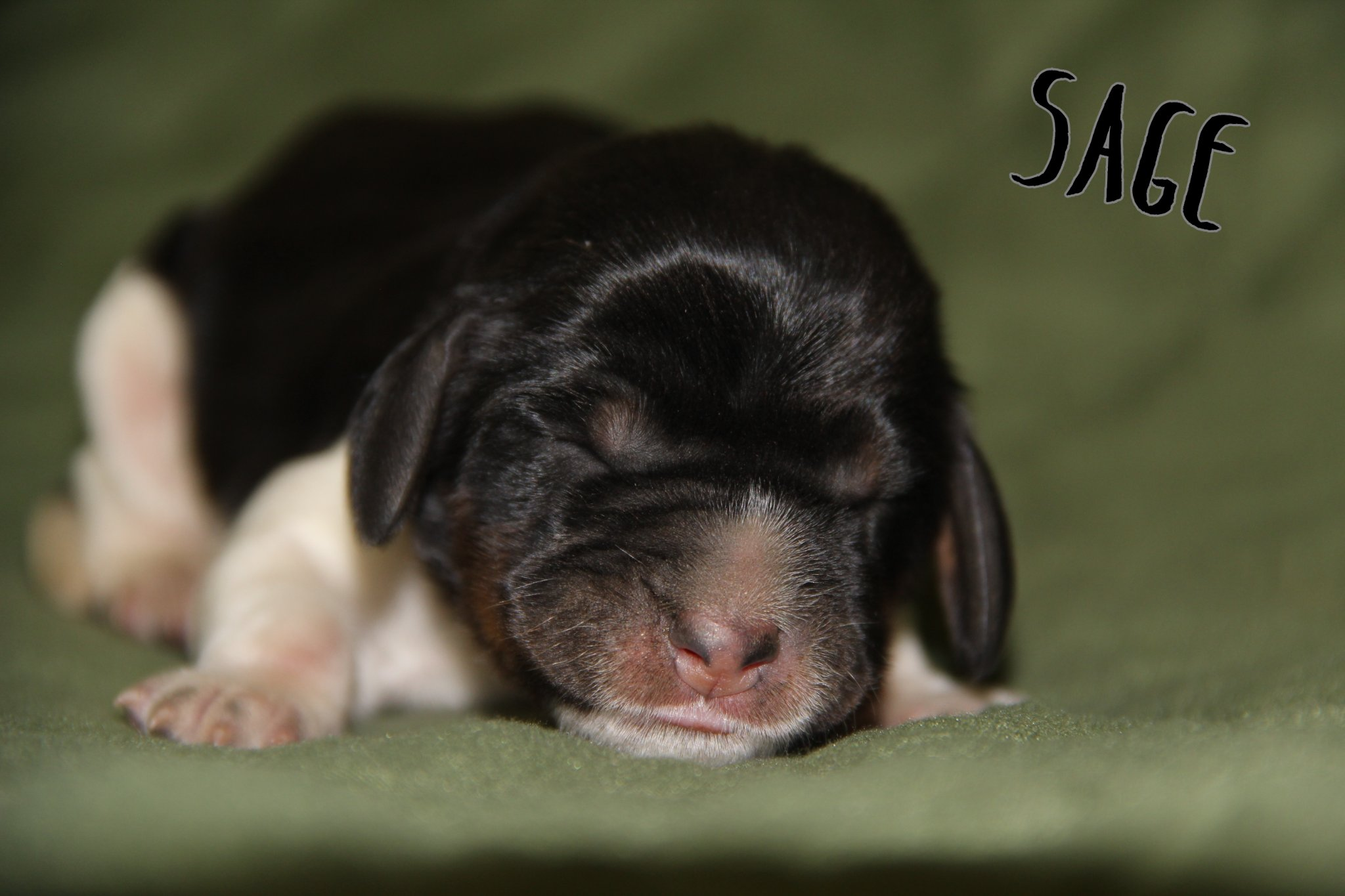 Available Puppies – South Fork Springers