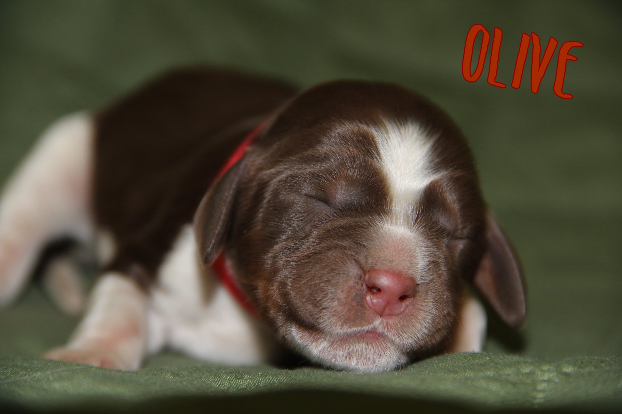 Available Puppies – South Fork Springers