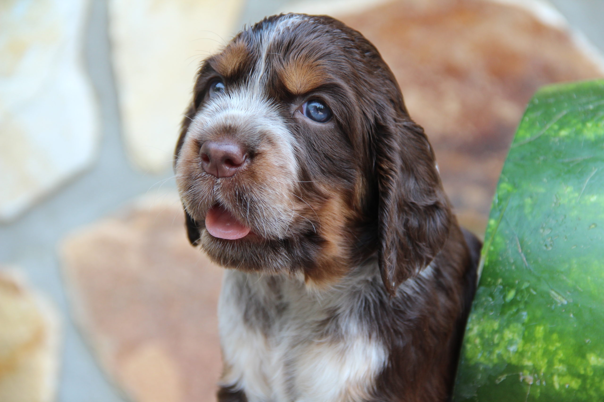 South Fork Springers – Reputable Breeder Of AKC Registered English ...