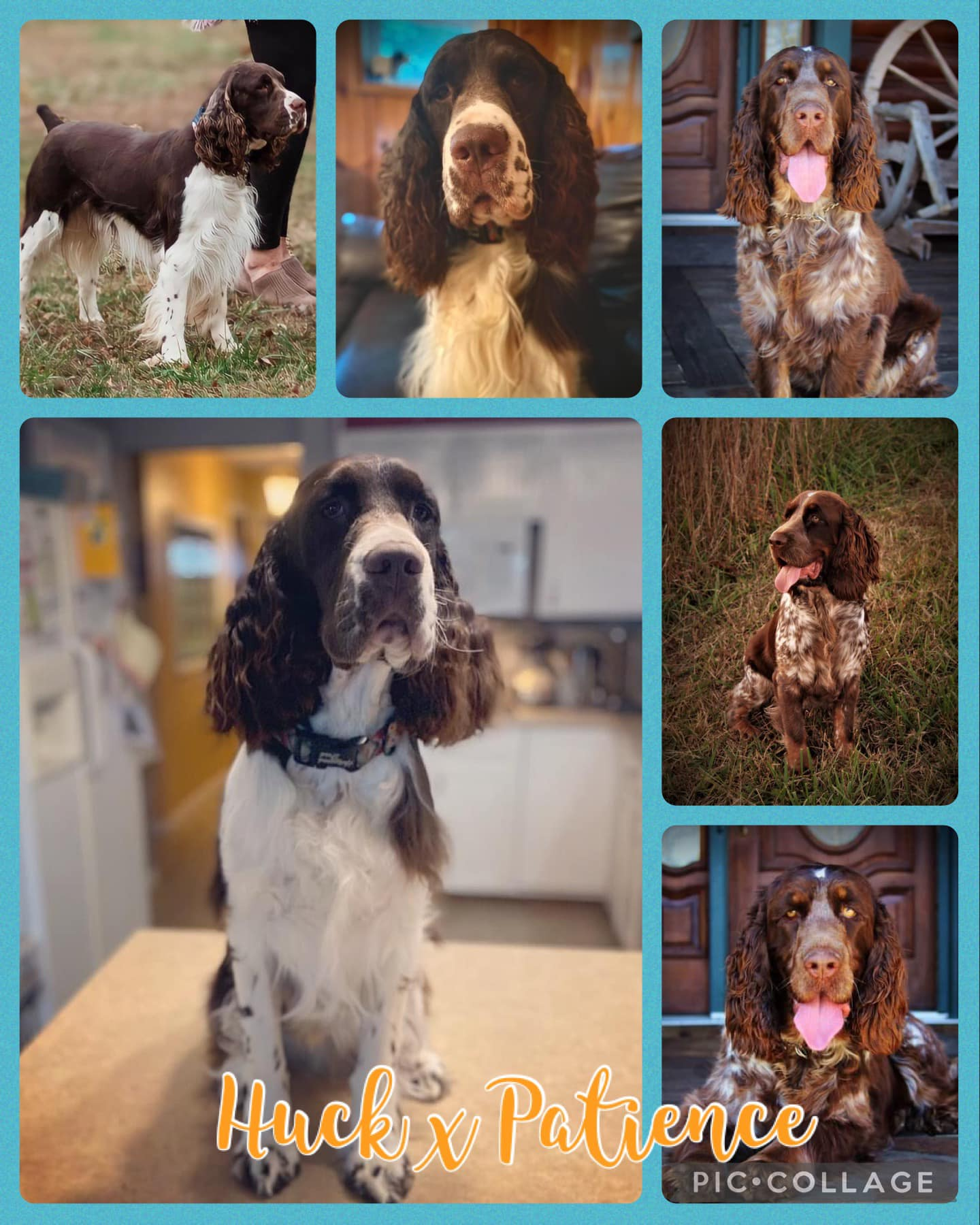 Available Puppies – South Fork Springers